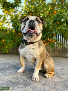 Olde English Bulldogge Stud Listing Image