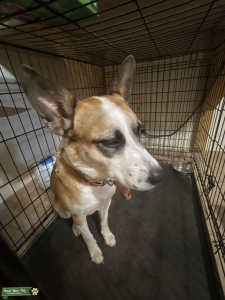 Texas Heeler girl  Listing Image