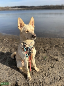 Husky/German Shepherd Stud Listing Image