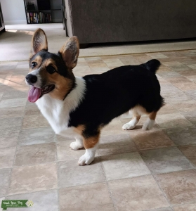 Tri-color Pembroke Welsh Corgi Stud Listing Image