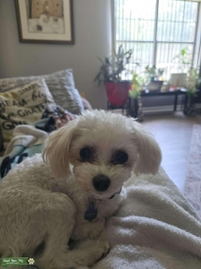 Maltipoo  Listing Image