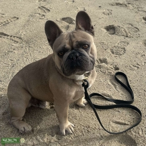 AKC Stud looking for a son. Listing Image