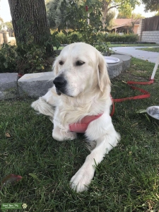 Male Purebred English Cream Golden Retriever Listing Image