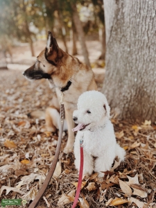 Mini Poodle Listing Image