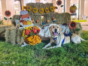 AKC Service Dog Stud Listing Image