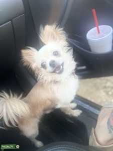 Handsome toy chihuahua  Listing Image
