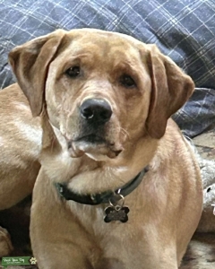 Yellow Lab Stud  Listing Image