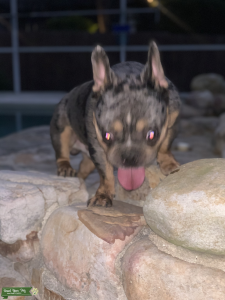 STUD SERVICE - Male Blue Merle French Bulldog w/TP  Listing Image