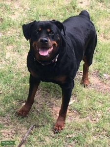 Pure AKC female Rottie Listing Image