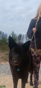 Black low content wolf hybrid Listing Image