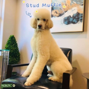 AKC Standard Poodle Stud Muffin Listing Image