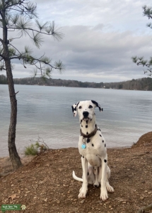 CKC Certified Dalmatian Stud Looking For A Lady Listing Image