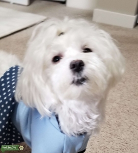 22 month female looking for a mate Listing Image
