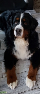 Bernese Stud Listing Image