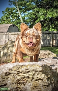 Rojo and Tan Merle Fluffy Stud Listing Image