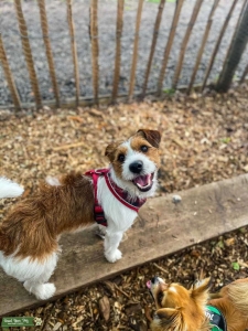 Jack Russell Stud Listing Image