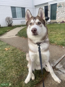 Red & White - Siberian Husky Listing Image