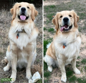 Golden Retriever  Listing Image