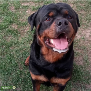 Rottweiler STUD Listing Image