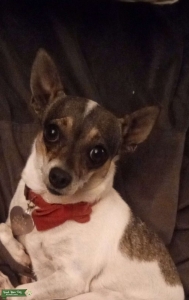 Beautiful Chihuahua Listing Image
