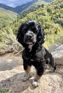 F1B Cockapoo Stud - Kuzco / 2 Years  Listing Image