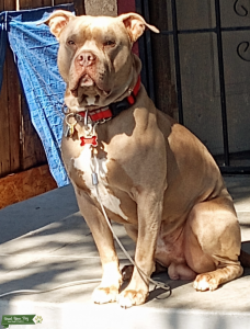 Pure Blue Nose Fawn Listing Image