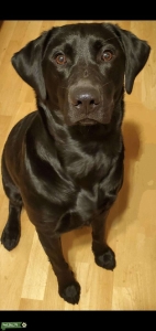 Black labrador retriever  Listing Image
