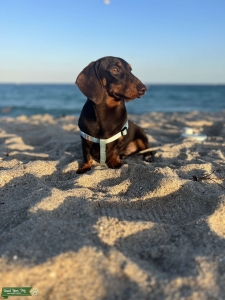 Pure breed chocolate  Listing Image
