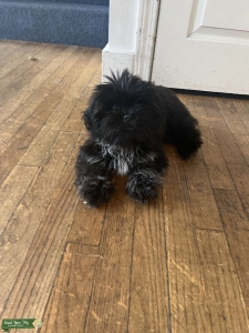 Shih tzu stud Listing Image