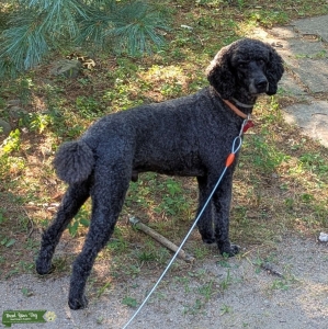 Happy Cuddly Athletic Black Standard Poodle Listing Image