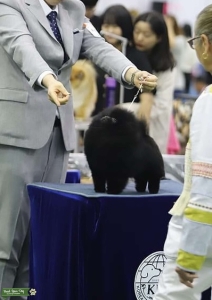 Black Pomeranian Stud Champion  Listing Image