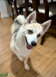 Beautiful Blue-eyed Pomsky Listing Image