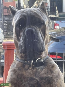 Cane Corso Champion Stud Listing Image