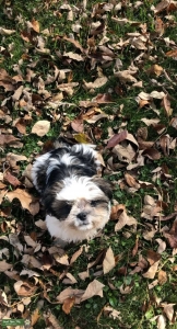 Male tri-color Shih-Tzu to breed Listing Image