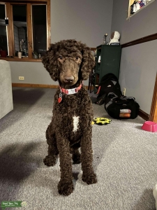 Brown Standard Poodle Listing Image