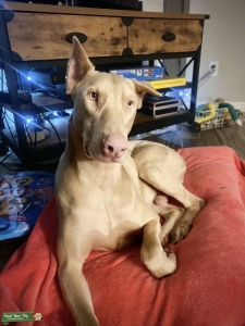 Albino Doberman Listing Image