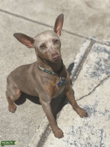 Min Pin Stud Listing Image