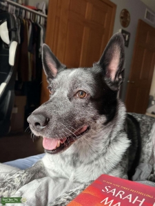 Heeler Listing Image
