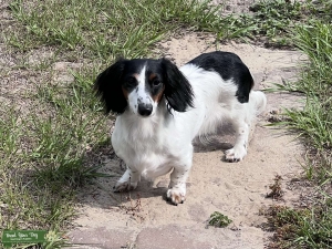 Looking for CKC Stud-Mini Dachshund Listing Image