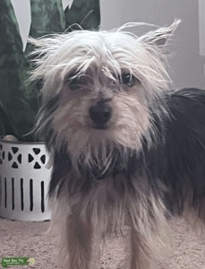 Teacup Yorkie male Listing Image