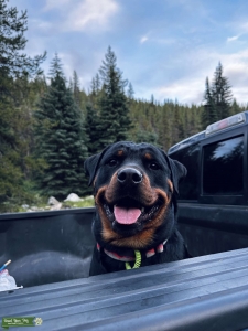 Rottweiler - female Listing Image