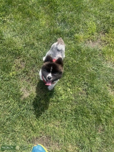 2 year old Pom stud - 5.8lbs Listing Image