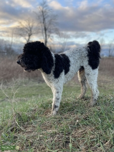 F1b Goldendoodle stud  Listing Image
