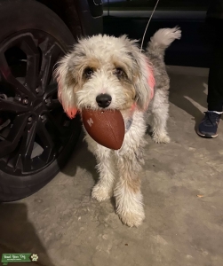 Aussiedoodle Stud Dog Listing Image
