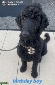 AKC Black Standard Poodle Stud Listing Image