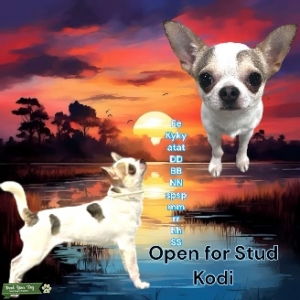 Kodi Open for Stud Listing Image