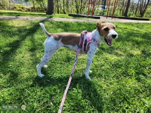 Wire-haired Jack Russell Terrier Listing Image
