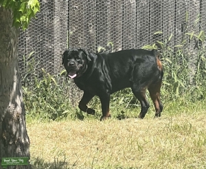 Rottweiler Stud Muffin Listing Image
