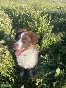 Female Australian Shepherd  Listing Image