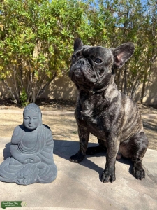1 year old male frenchie to breed Listing Image